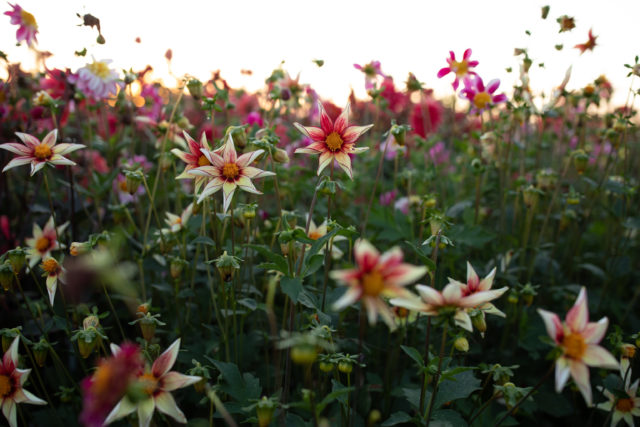 Firefly Floret breeding dahlia growing in the field