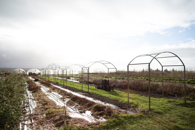 Series of archways at Floret Farm that will be covered in roses