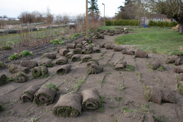 Lifting sod for the rose garden at Floret Farm