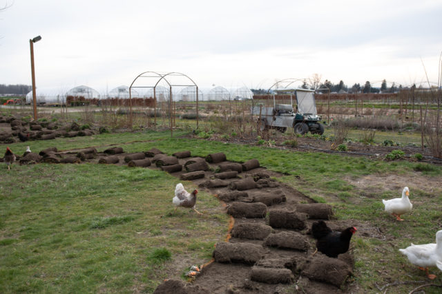 Lifting sod at Floret Farm