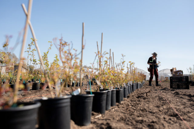 Planting rows of roses in the Floret field