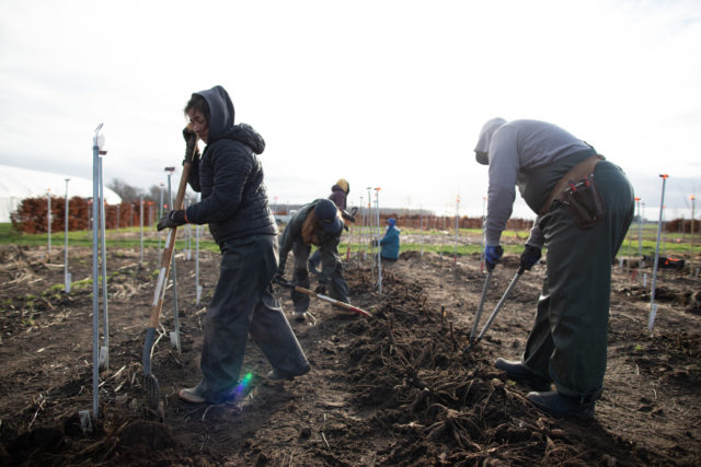 Floret team digging up dahlia tubers in the breeding patch