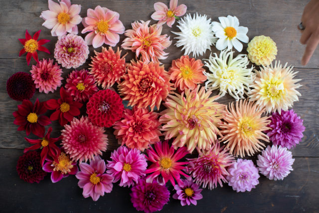 Overhead of Floret breeding dahlia blooms