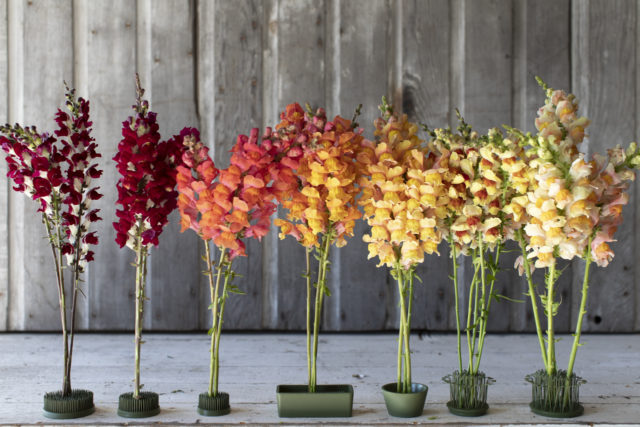 Lineup of snapdragons in flower frogs