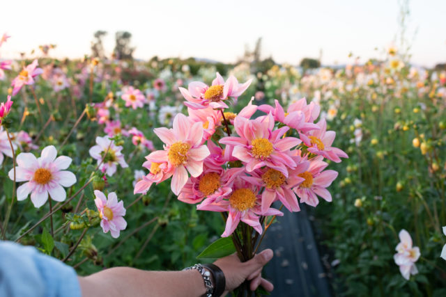 A handful of Floret dahlias