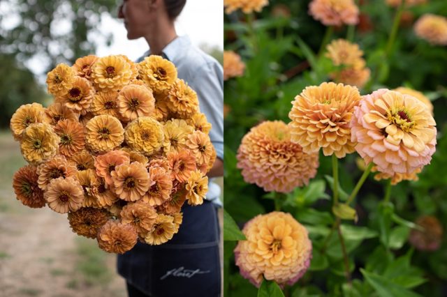 Golden zinnia