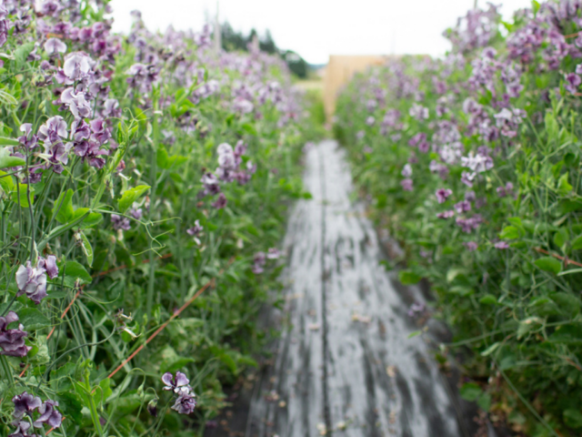 Sweet peas growing in the field